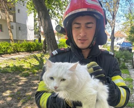 ”Albuța”, o pisică speriată, blocată într-un copac, a fost salvată de pompierii băcăuani