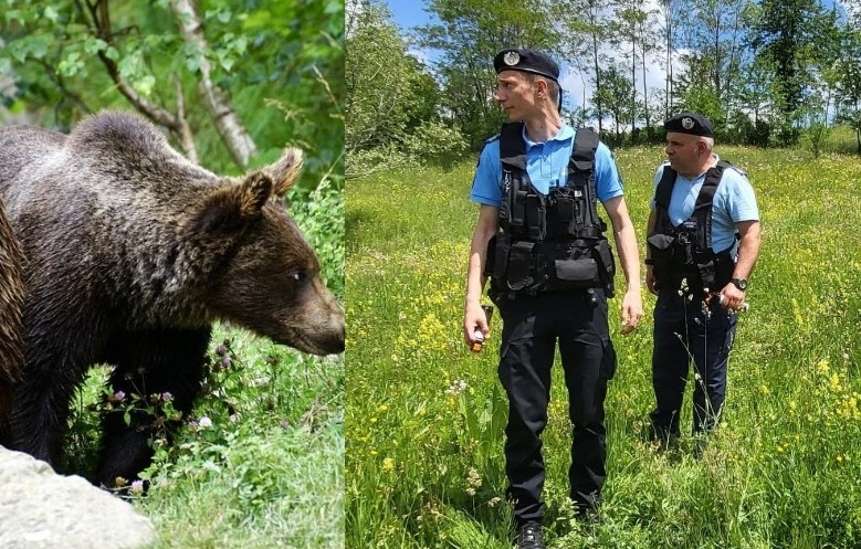 Urs căutat de jandarmi în zonele locuite din orașul Comănești, după un apel la 112