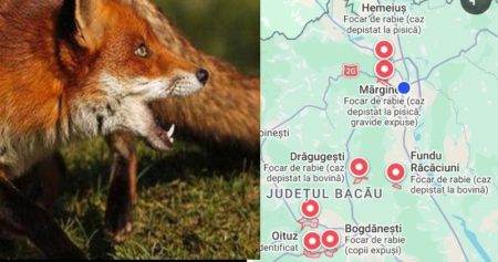 7 focare de rabie în județul Bacău: 23 de persoane sub supraveghere medicală, inclusiv o femeie însărcinată și doi copii