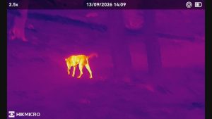 Salvamont Bacău își modernizează tehnica de intervenție: drone și aparate cu termoviziune pentru salvarea de vieți pe munte 3 Imagine termică cu un animal, posibil câine, în pădure.