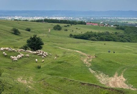 Traseu turistic de peste 11 kilometri inaugurat în județul Bacău: Primăria Măgura deschide „Cărările Măgurii” Peisaj rural cu oi și cărări de pajiște în județul Bacău.