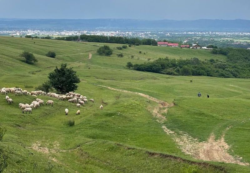 Traseu turistic de peste 11 kilometri inaugurat în județul Bacău: Primăria Măgura deschide „Cărările Măgurii” Peisaj rural cu oi și cărări de pajiște în județul Bacău.