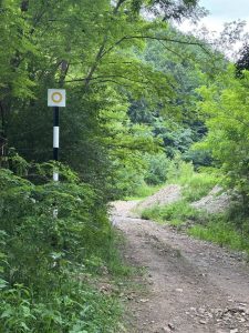 Traseu turistic de peste 11 kilometri inaugurat în județul Bacău: Primăria Măgura deschide „Cărările Măgurii” 2 Drum de pădure pe traseul turistic din Măgura Bacau, înconjurat de vegetație.