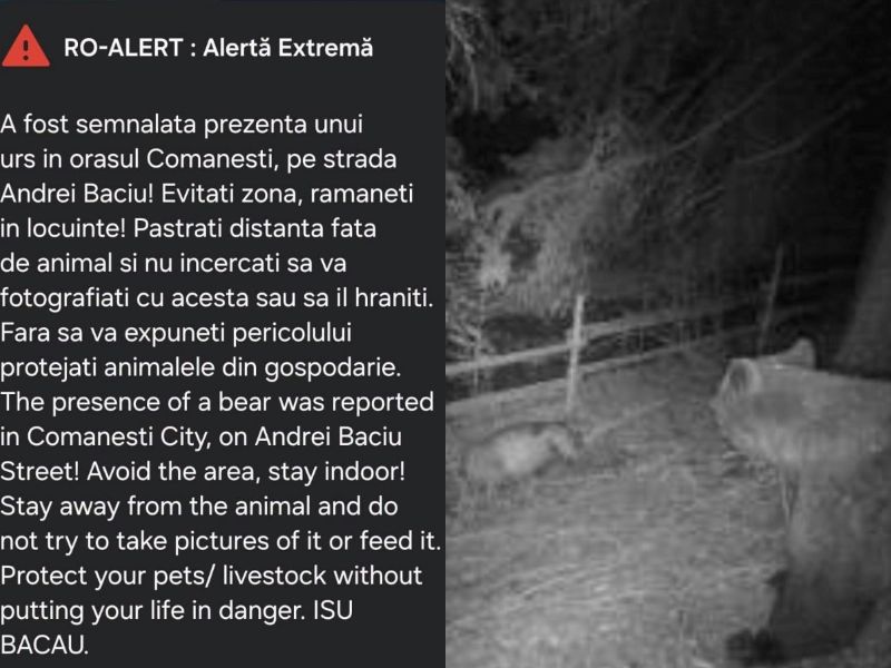 Două mesaje RO-ALERT în doar o oră la Comănești, după ce cinci urși au fost localizați pe o stradă din oraș Urșii observați pe strada Andrei Baciului din Comănești.