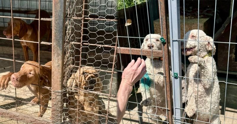 Afacerile cu trufe, din nou în vizorul Poliției: proprietari de câini de căutare dresați, amendați de Protecția Animalelor Bacău