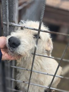Vino să îi cunoști! Peste 200 de căței își caută stăpân la Onești. Adopțiile sunt gratuite!