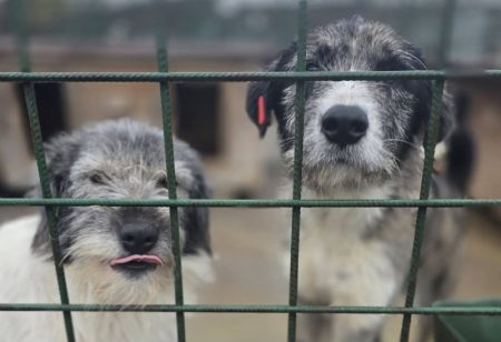 Doi căței adorabili în adăpost, așteptând să fie adoptați.