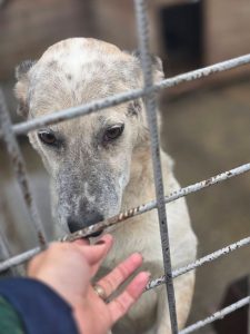 Vino să îi cunoști! Peste 200 de căței își caută stăpân la Onești. Adopțiile sunt gratuite!