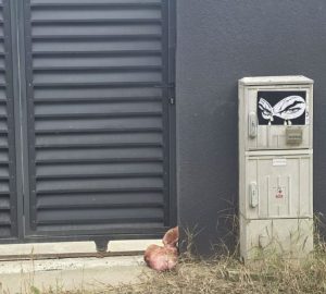 Cap de porc lăsat în fața casei unui cofondator AUR. Marius Lulea a depus plângere penală și îl indică pe George Simion drept suspect 1 Cap de porc lăsat în fața casei unui cofondator AUR. Marius Lulea a depus plângere penală și îl indică pe George Simion drept suspect