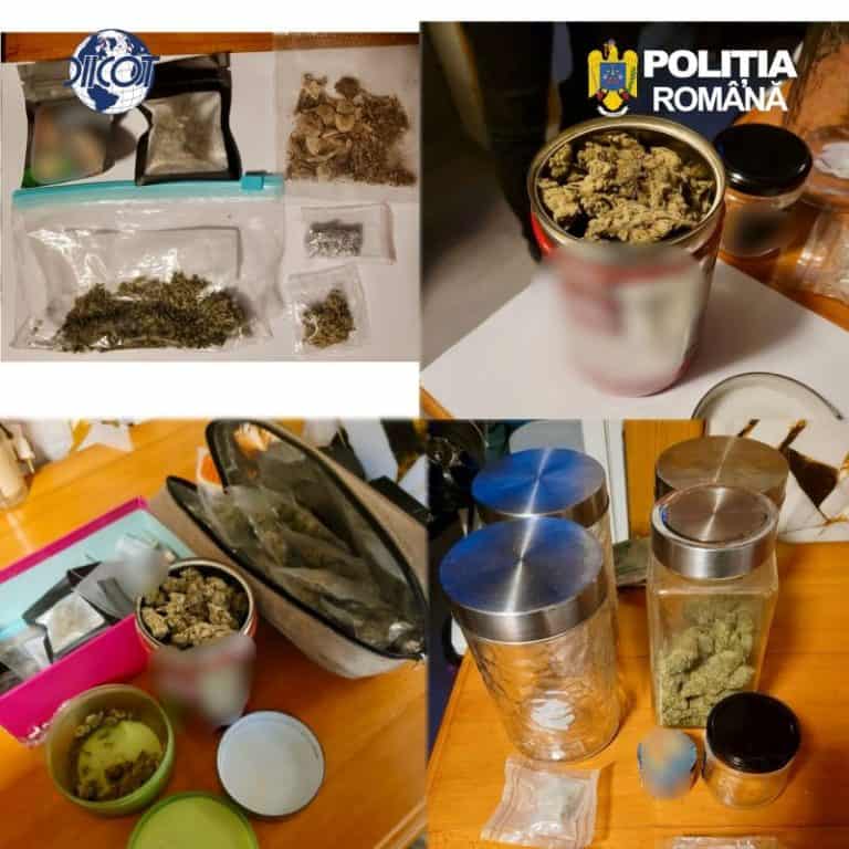 Trei traficanți de canabis din Bacău au fost reținuți de DIICOT